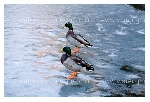 Wildlife